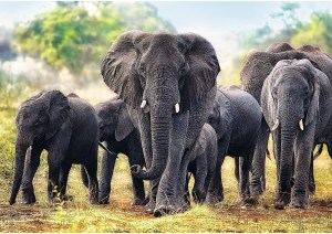 10442-africki-slonovi-01