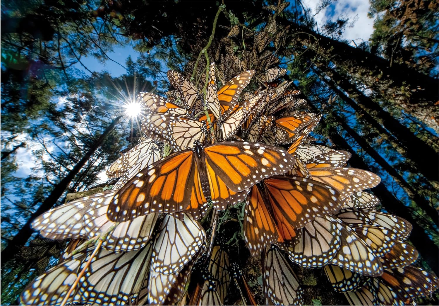 Monarch Leptir - NOVO