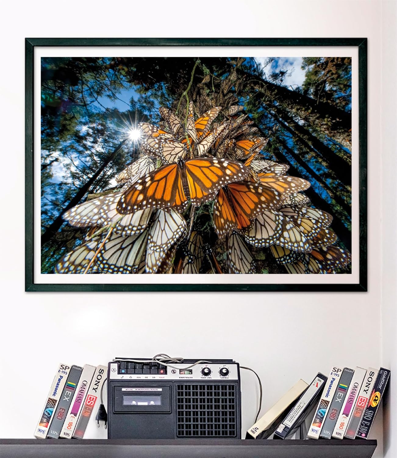 Monarch Leptir - NOVO